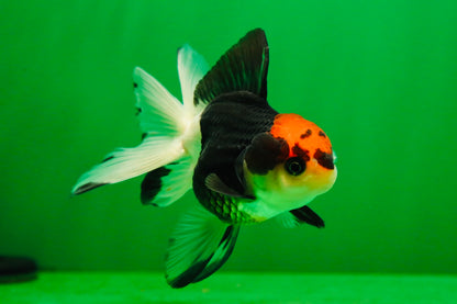 [SINGLE] Tricolor Female Oranda 4 inches #080125SO_03