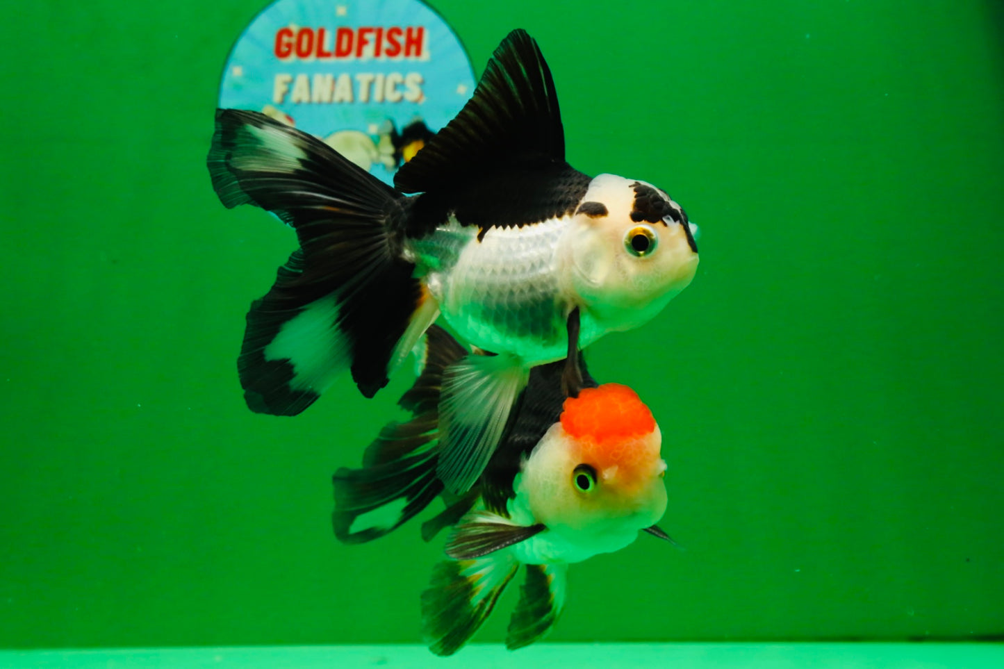 [COUPLE] Tricolor Male & Panda Female Oranda 4.5 inches #101025CO_02