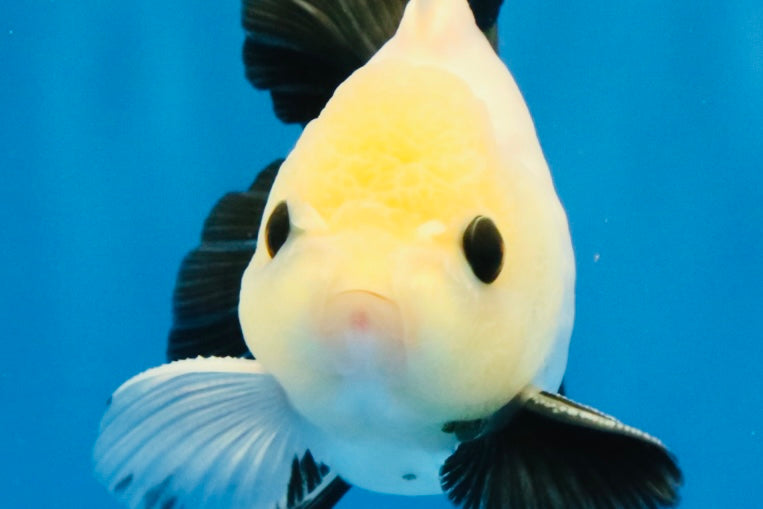 [SINGLE] Panda Button Eyes Oranda Male 4.5 inches #031326SO_10