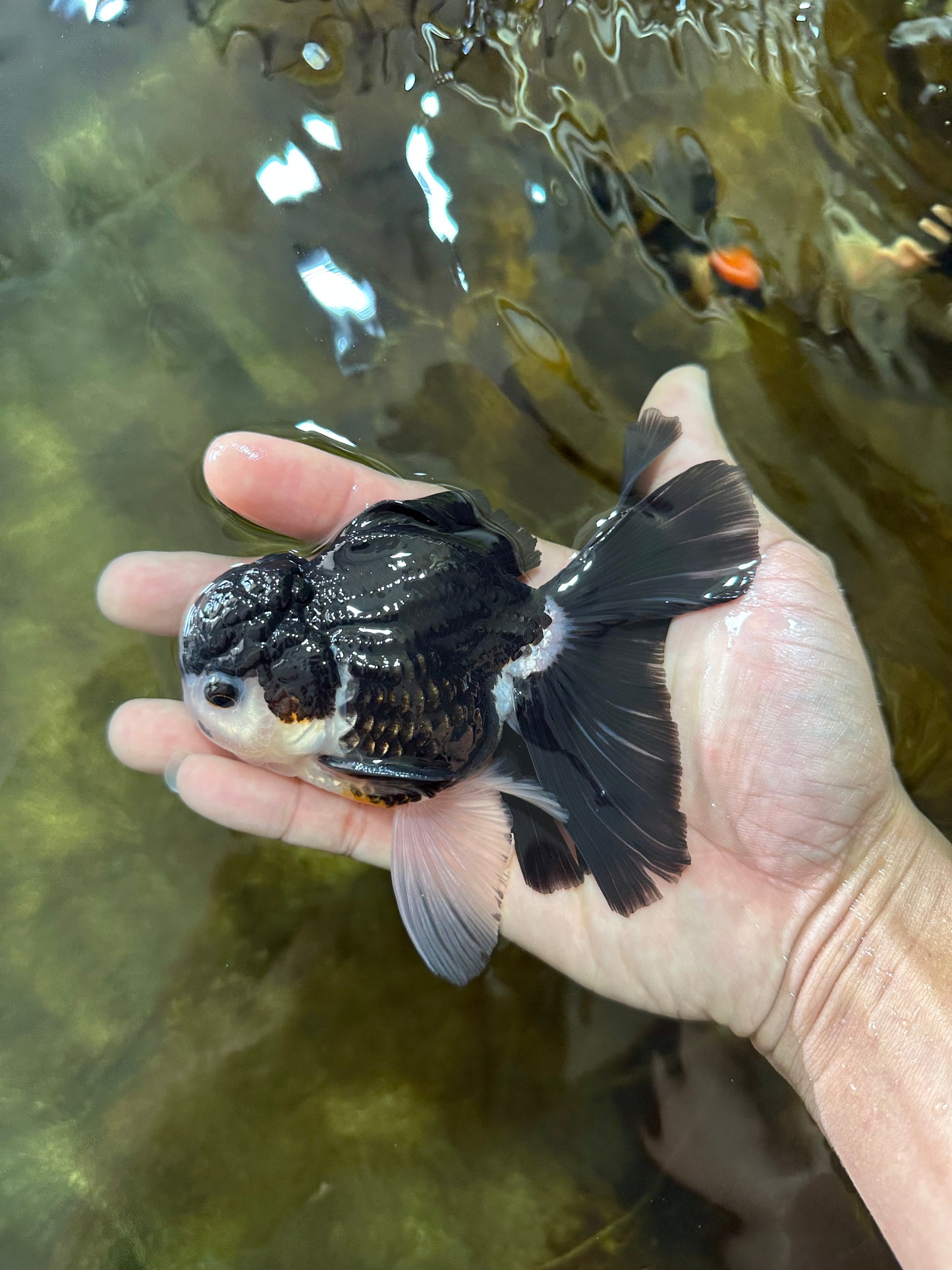 [SINGLE] Panda Button Eyes Oranda Male 4.5-5 inches #080125SO_14