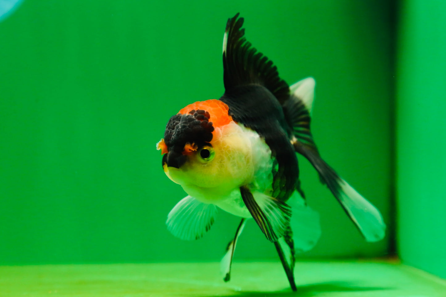 [SINGLE] Tricolor Oranda Female 4.5 inches #080825SO_01