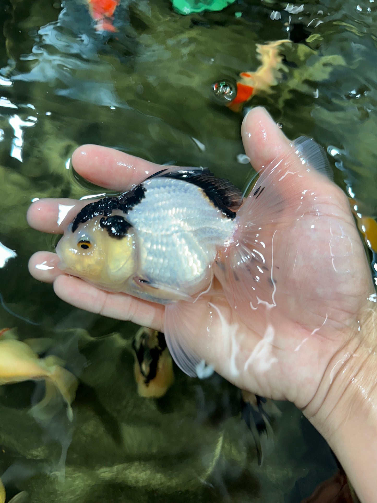 [COUPLE] Tricolor Male & Panda Female Oranda 4.5-5 inches #052325CO_09