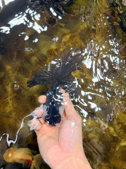 [SINGLE] Panda Oranda Male 5.5-6  inches #121925SO_02