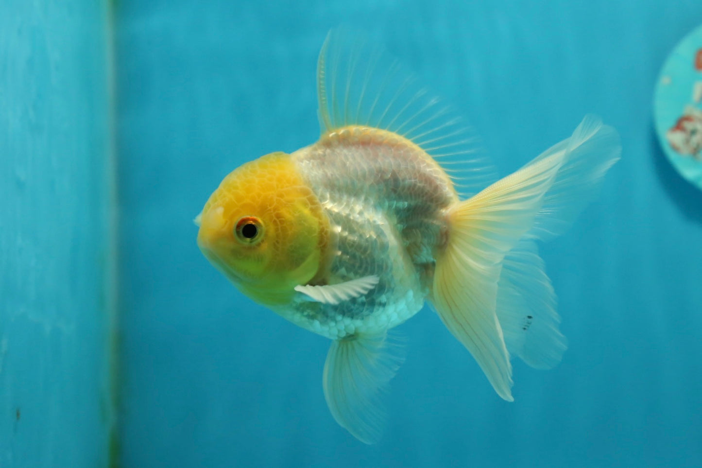 [SINGLE] Lemonhead Oranda Male 4-4.5 inches #112924SO_09