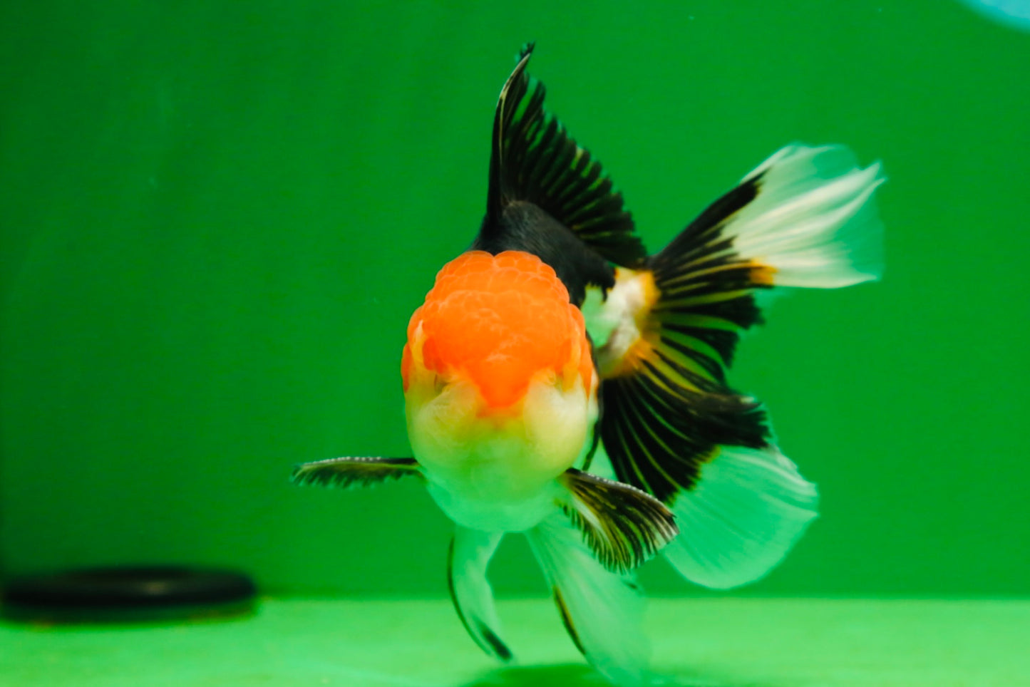 [SINGLE] Tricolor Oranda Male 4.5-5 inches #080125SO_16