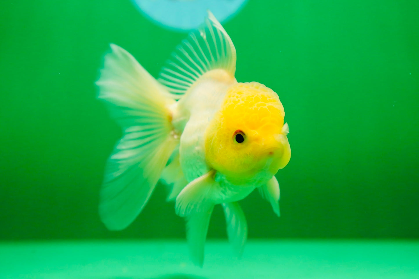 [SINGLE] Lemonhead Oranda Male 4.5 inches #090525SO_07
