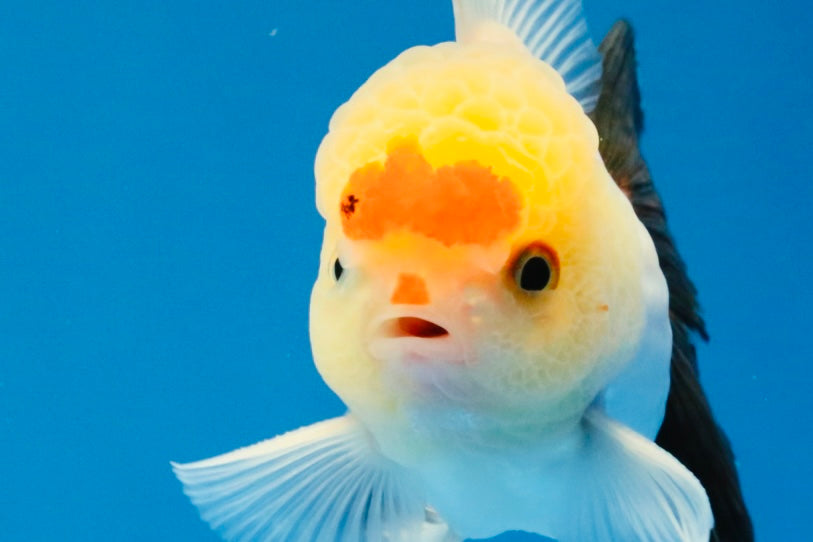 [SINGLE] Tricolor Oranda Male 4 inches #040326SO_07