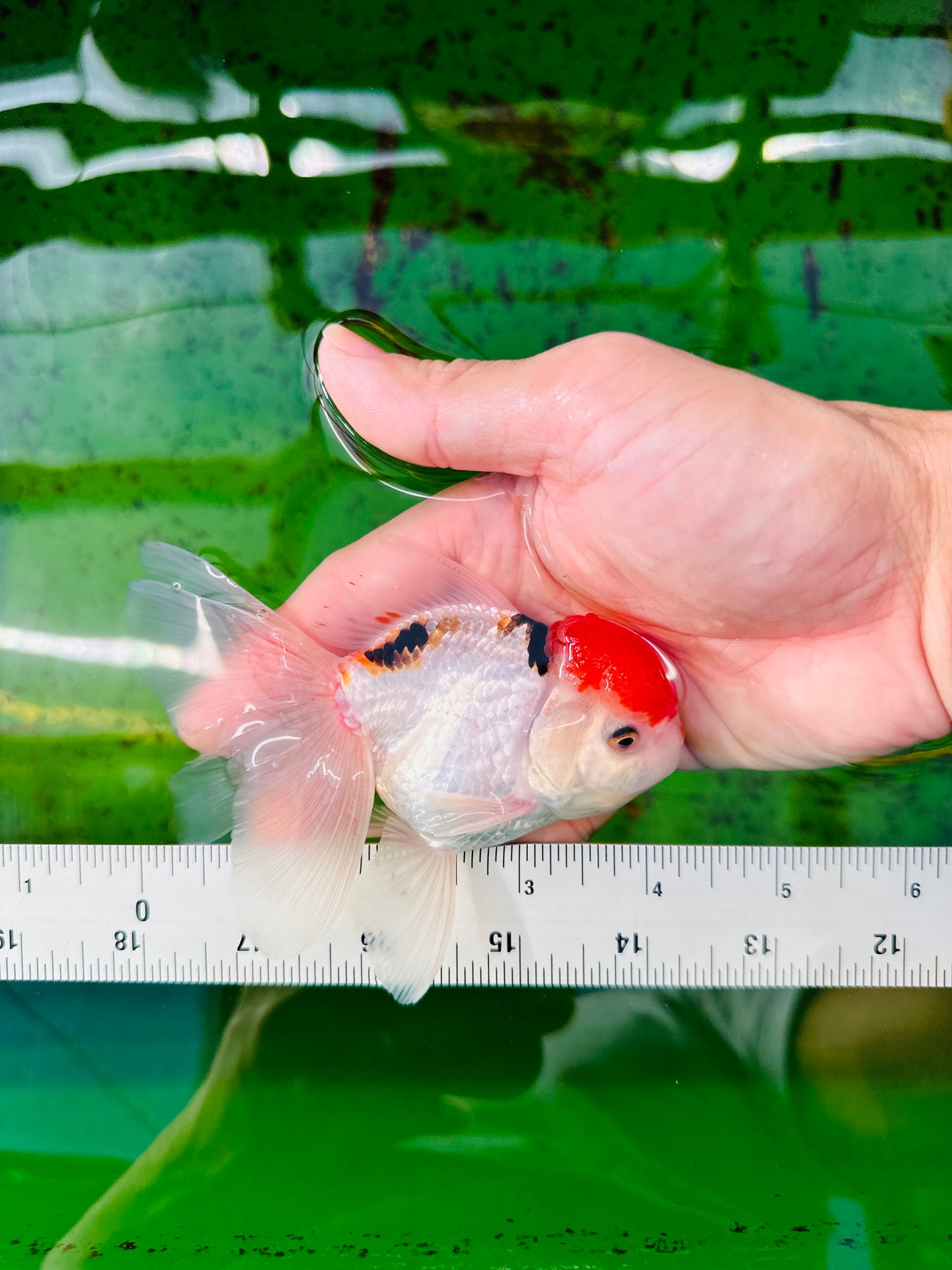 [SINGLE] Red Cap Oranda Male size 4-4.5 inches #112224SO_13