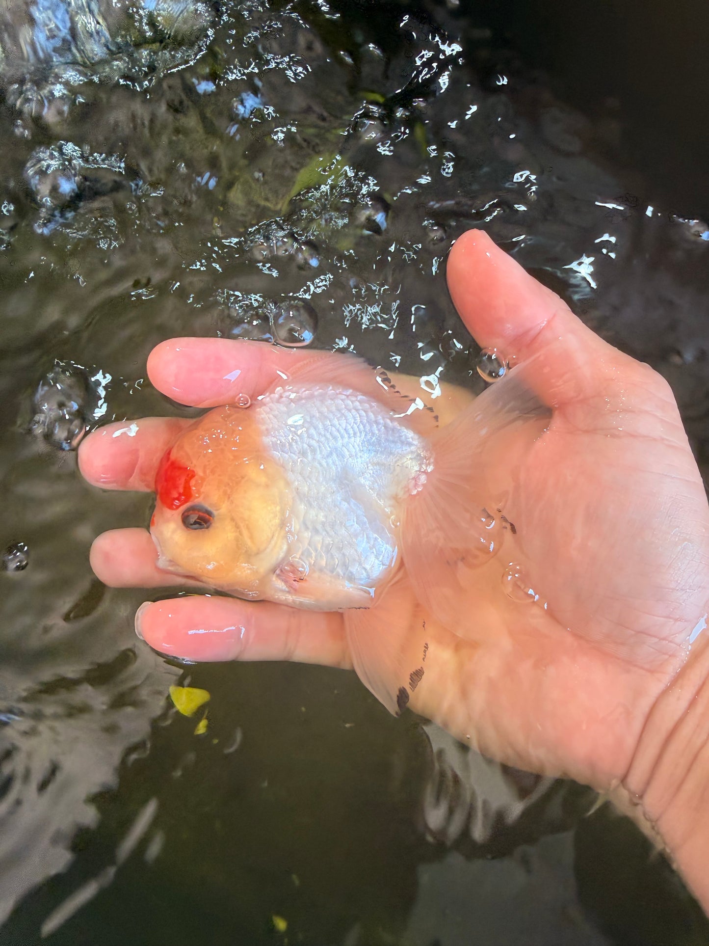 [SINGLE] Red White Oranda Male 4-4.5 inches #041026SO_10