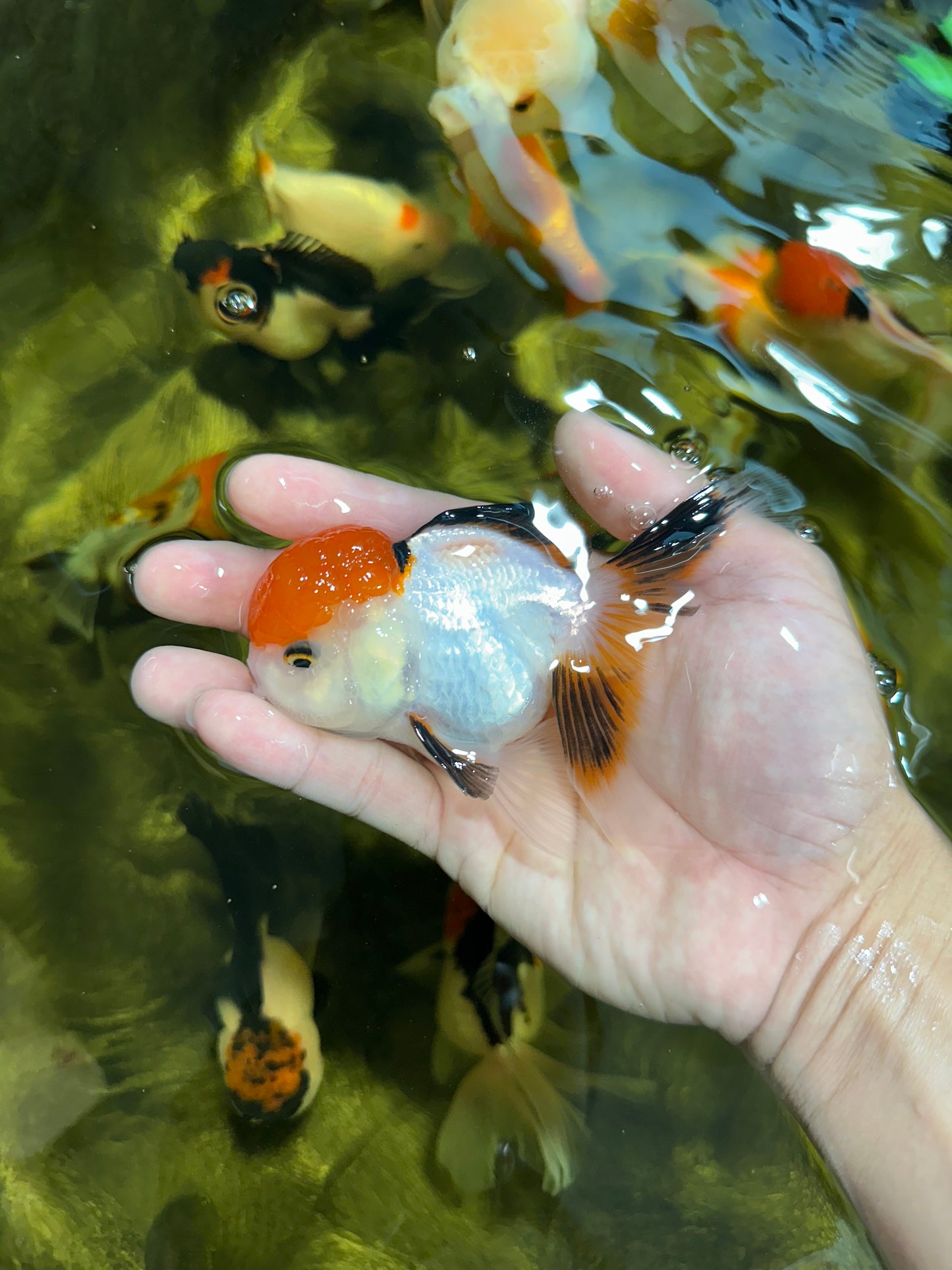 [COUPLE] Tricolor Female & Panda Male Oranda 4 inches #051625CO_07