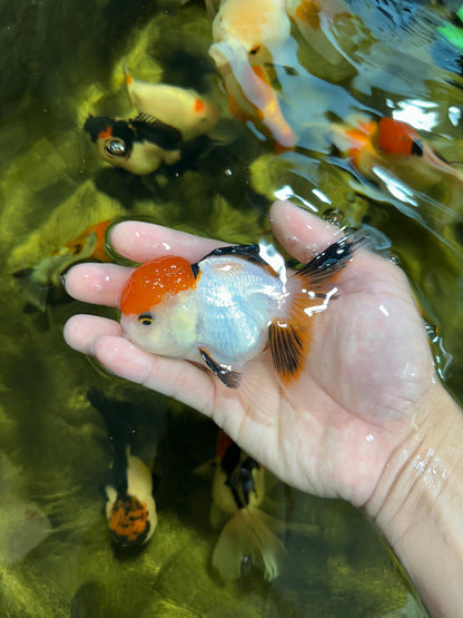 [COUPLE] Tricolor Female & Panda Male Oranda 4 inches #051625CO_07