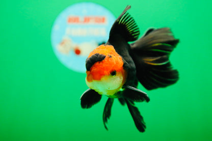 [SINGLE] Tricolor Oranda Male 4.5-5 inches #090525SO_08