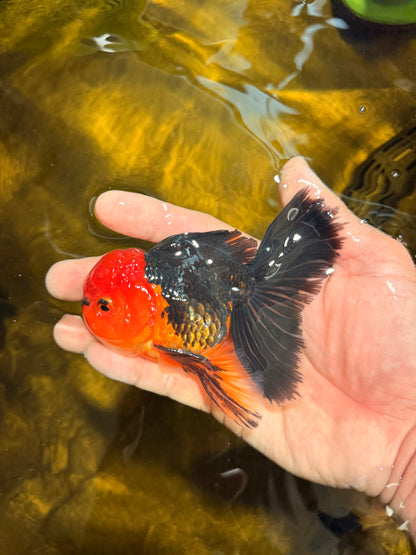 [SINGLE] Red Head Apache Oranda Male 4-4.5 inches #030626SO_01
