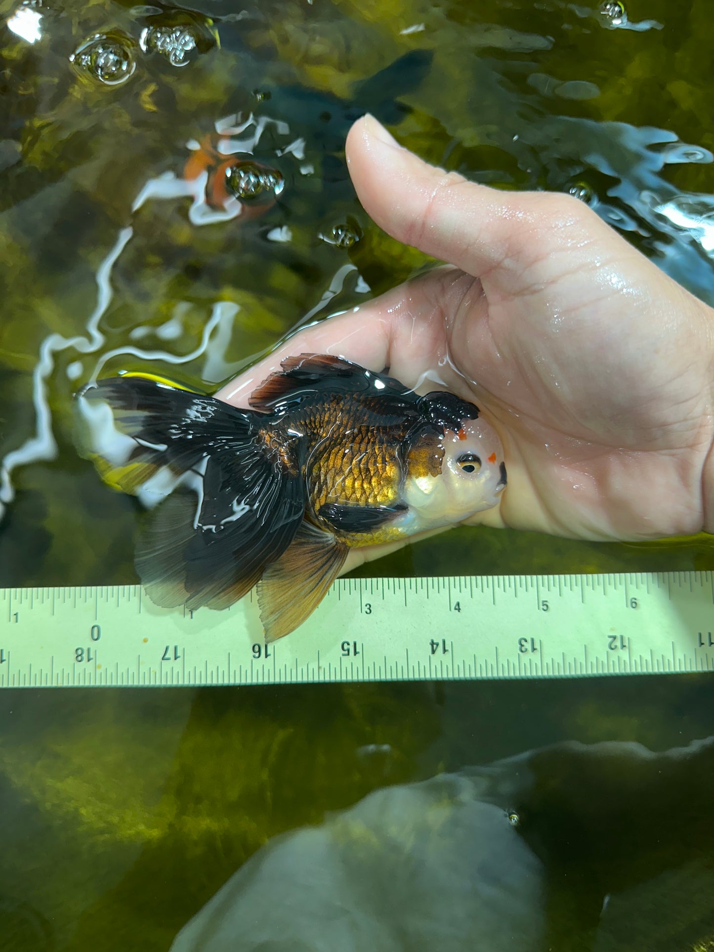 [SINGLE] Panda Oranda Male 4.5 inches #090525SO_02