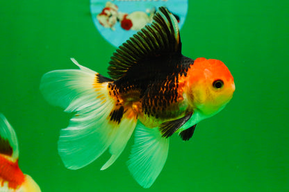 [COUPLE] Tricolor Male & Red White Female Oranda 4-4.5 inches #101025CO_03