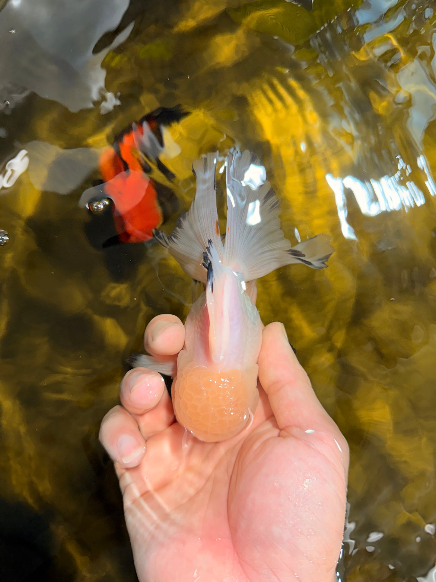 [SINGLE] Tricolor Oranda Male 4.5-5 inches #030626SO_05