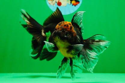 [COUPLE] Tiger Male & Panda Female Oranda 4.5 inches #101025CO_06