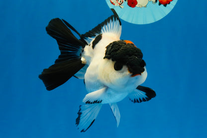 [SINGLE] Tricolor Oranda Female 4-4.5 inches #041026SO_05