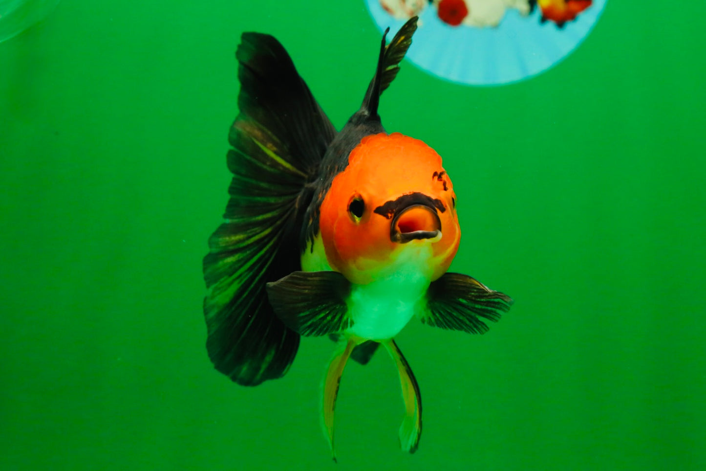 [COUPLE] White Male & Apache Female Oranda 4-4.5 inches #101025CO_04