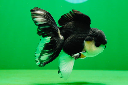 [SINGLE] Panda Button Eyes Oranda Male 4.5 inches #080825SO_06