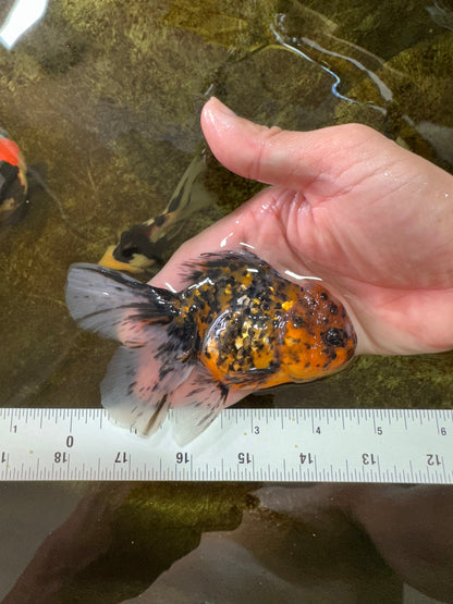 [SINGLE] Pepper Tiger Oranda Female 4.5 inches #080825SO_03