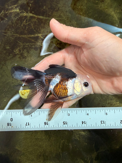 [SINGLE] Panda Button Eyes Oranda Female 4-4.5 inches #111425SO_07