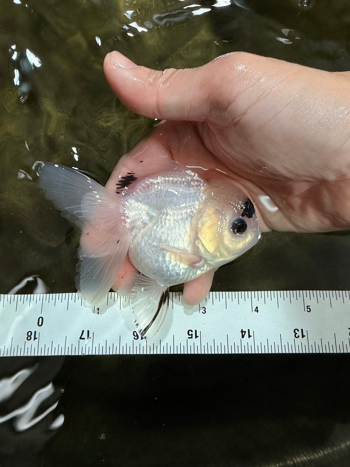 [SINGLE] Panda Button Eyes Oranda Female 4-4.5 inches #031326SO_03