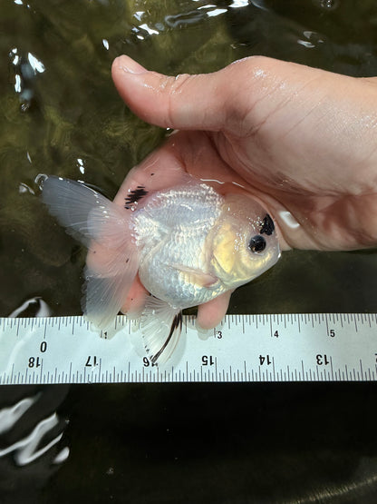 [SINGLE] Panda Button Eyes Oranda Female 4-4.5 inches #031326SO_03