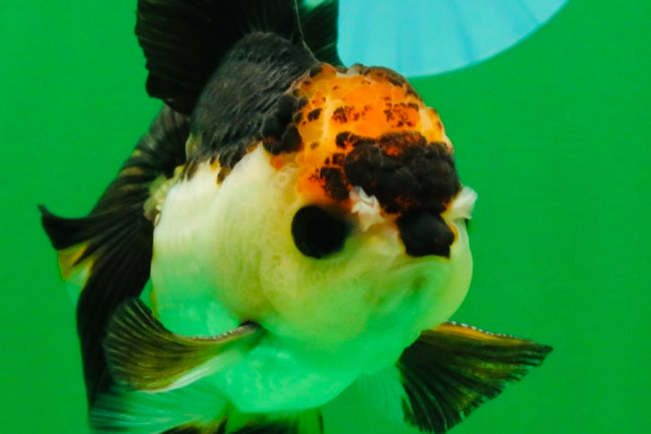 [SINGLE] Tricolor Oranda Male 4 inches #112125SO_04