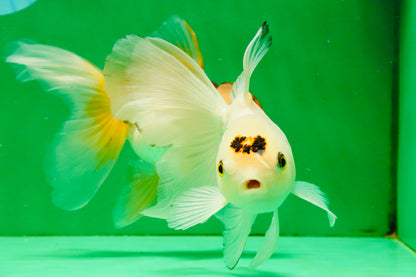 [TRIPLE] Mixed Color Oranda 3.5-4.5 inches #121925TO_05