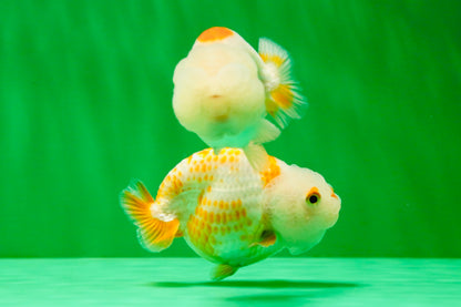 [COUPLE] Red White Lionchu Gender : Unknown 3 inches #041125_09