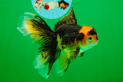 [SINGLE] Tricolor Oranda Female 4.5-5 inches #111425SO_09