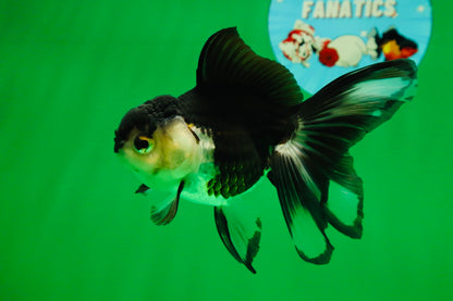 [SINGLE] Panda Oranda Female 4.5 inches #082225SO_10