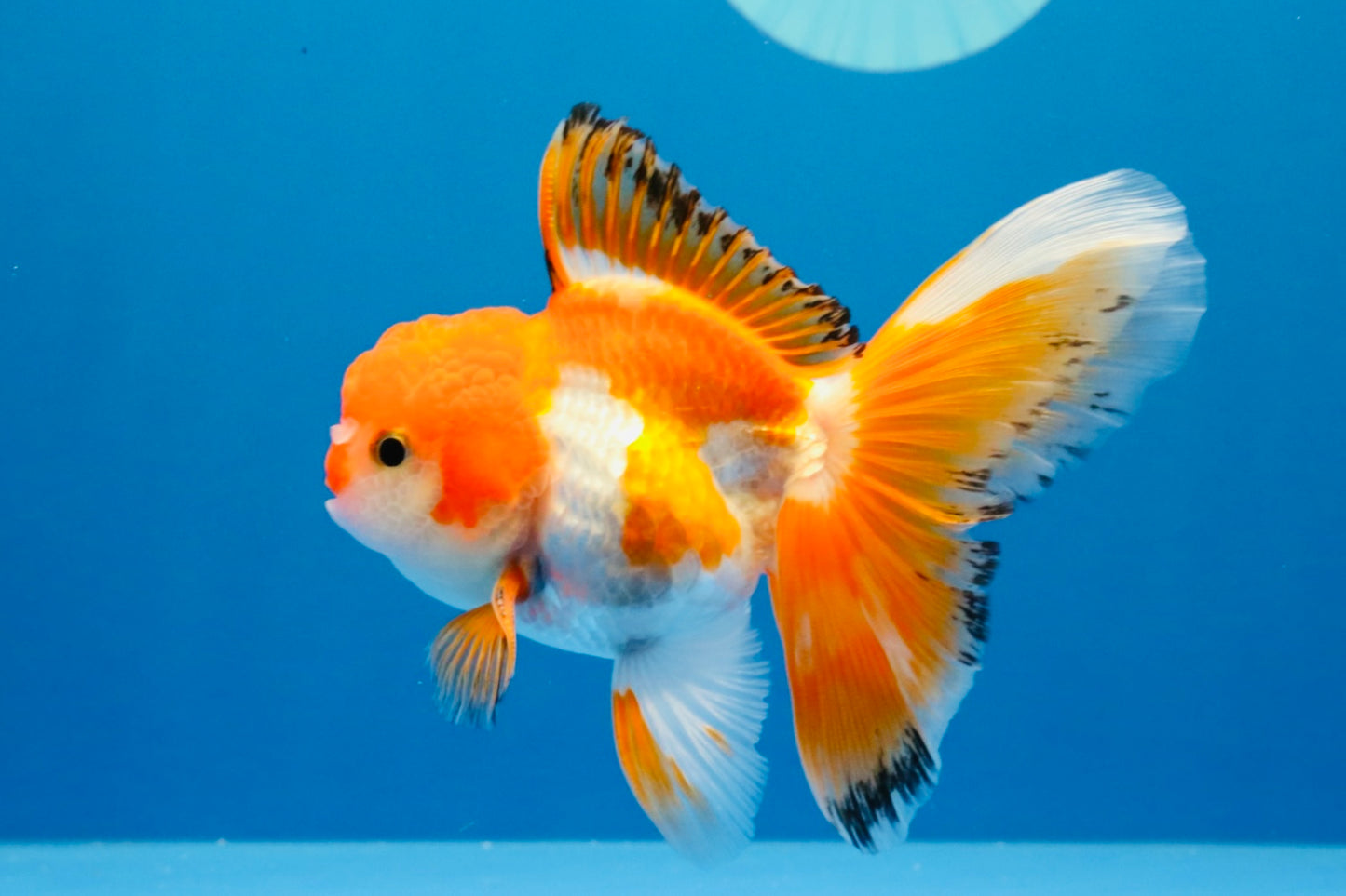 [SINGLE] Red White Oranda Male 4.5 inches #031326SO_07