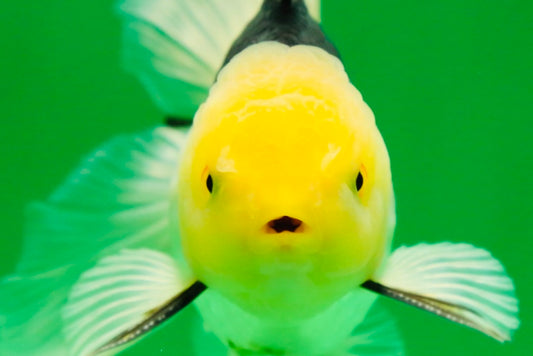 [SINGLE] Panda Male Oranda 4.5-5 inches #080125SO_08