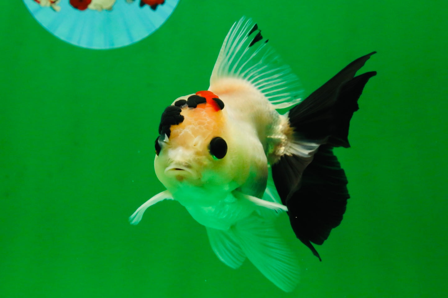 [SINGLE] Tricolor Oranda Male 4-4.5 inches #091925SO_09