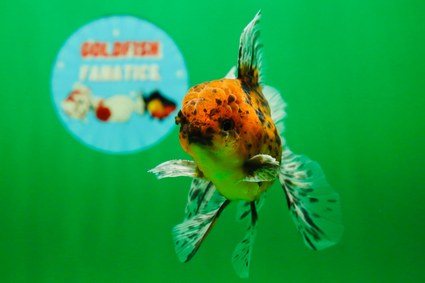 [SINGLE] Tiger Oranda Male 4.5 inches #081525SO_01