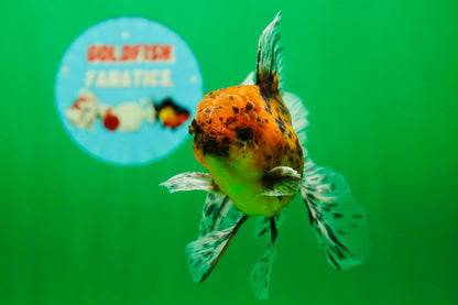 [SINGLE] Tiger Oranda Male 4.5 inches #081525SO_01