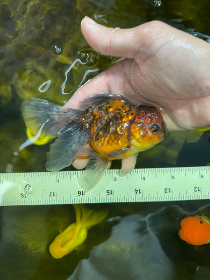 [SINGLE] Tiger Oranda Female 4.5 inches #090525SO_01