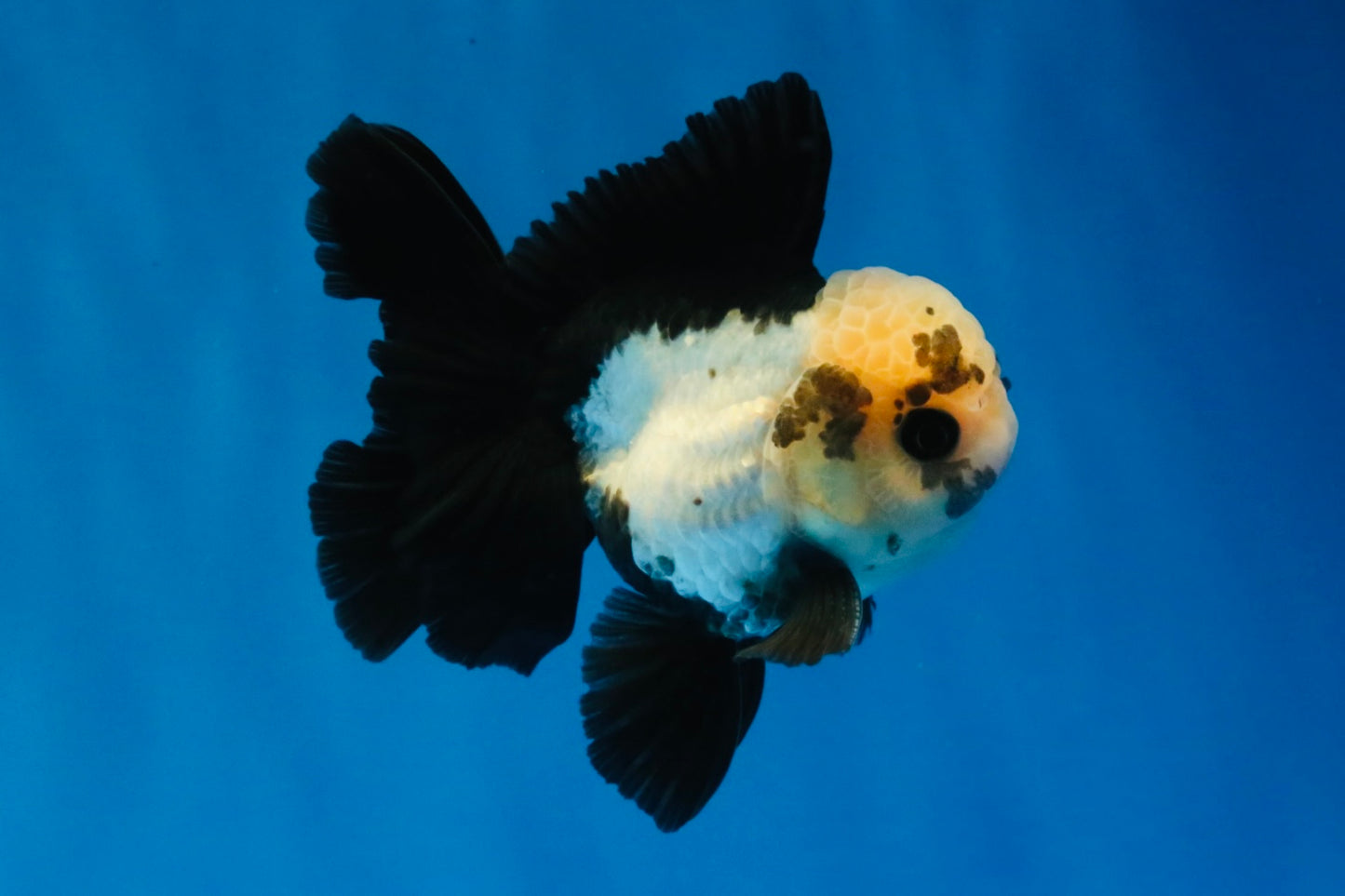 [SINGLE] Panda Button Eyes Oranda Male 4 inches #030626SO_06