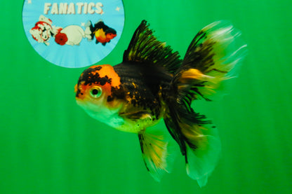 [SINGLE] Tricolor Oranda Female 4.5-5 inches #111425SO_09