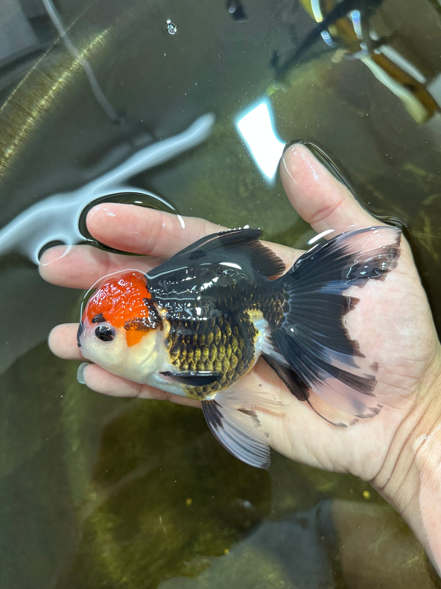[SINGLE] Tricolor Button Eyes Oranda Female 5 inches #081525SO_12