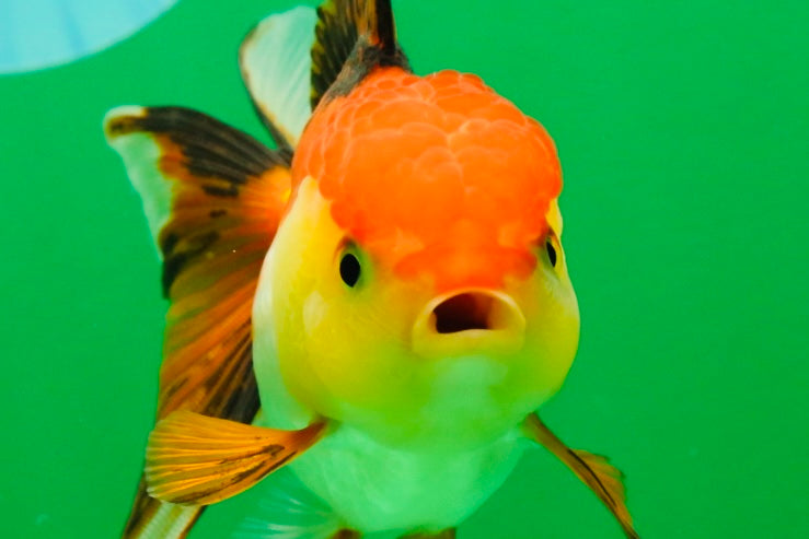 [SINGLE] Tricolor Female 4.5 inches #101725SO_01