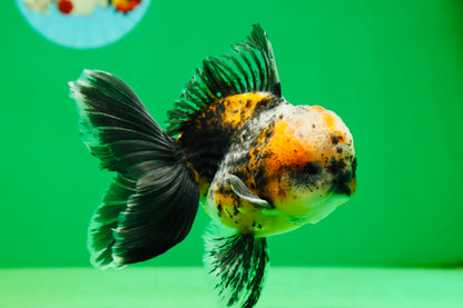 [SINGLE] Calico Kirin Male Oranda 5 inches #080125SO_06