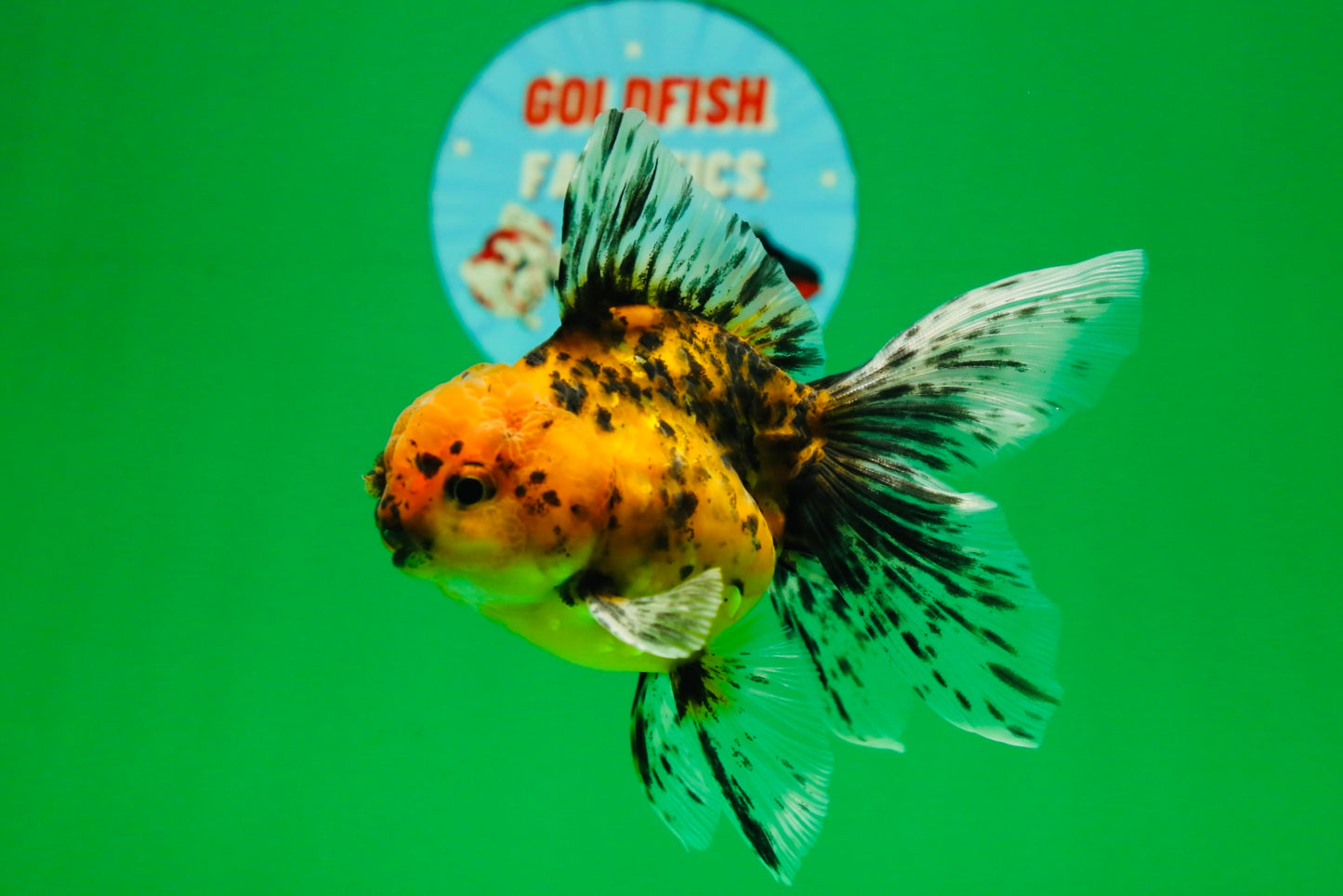 [SINGLE] Tiger Oranda Male 4.5 inches #082225SO_07