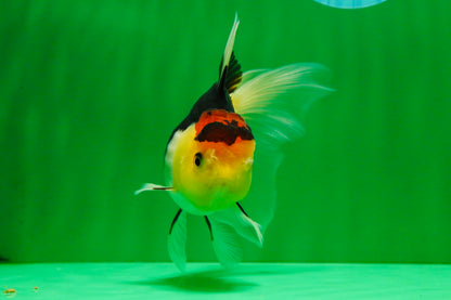 [SINGLE] Tricolor Male Oranda 4.5-5 inches #101025SO_11