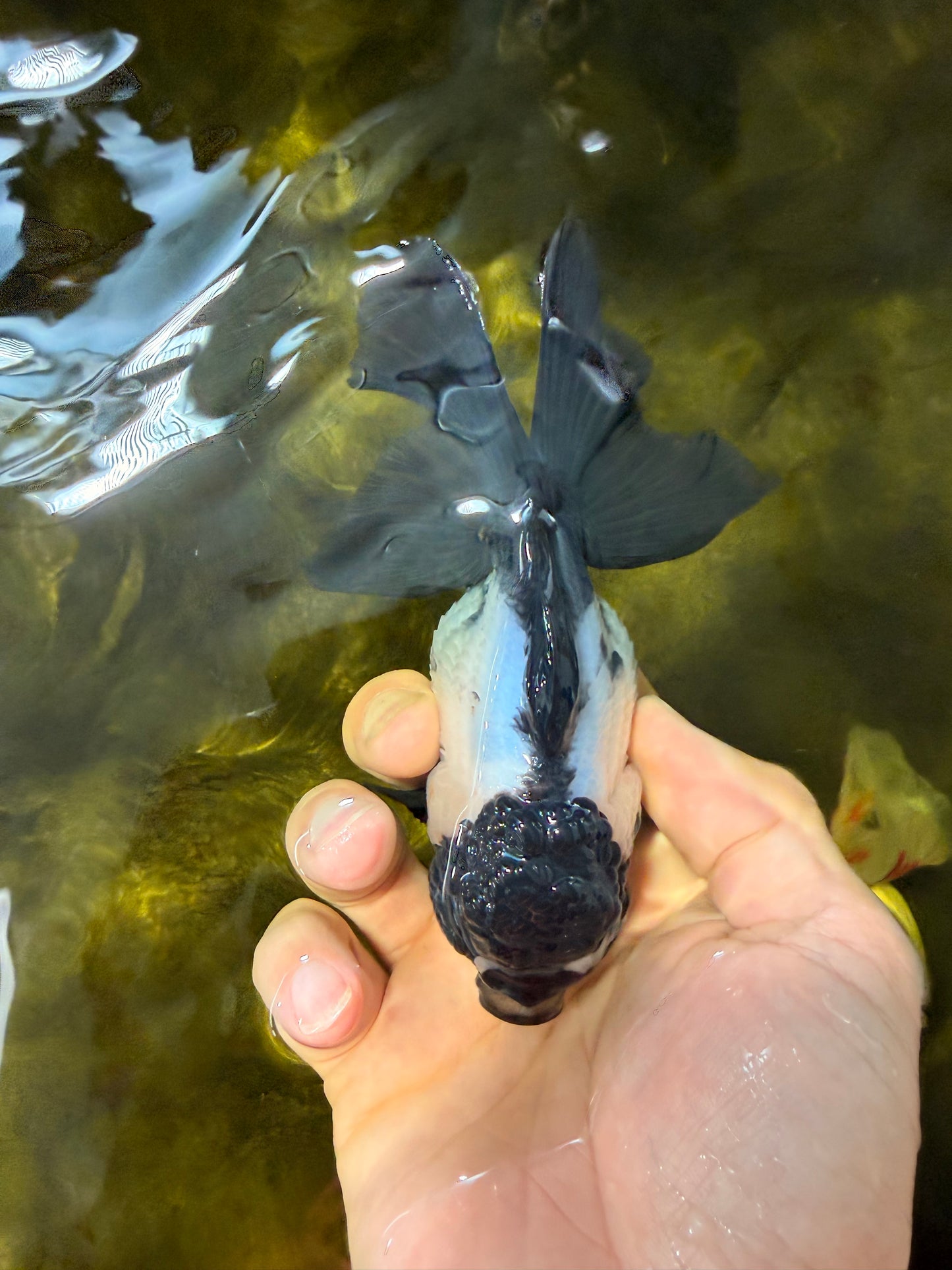 [SINGLE] Panda Oranda Female 4.5-5 inches #040326SO_01