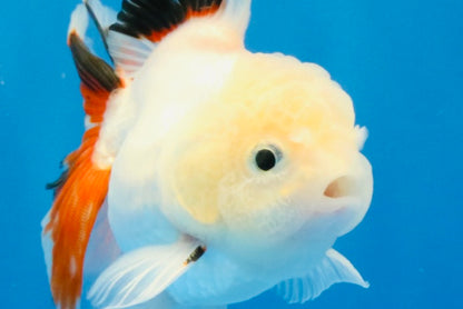 [SINGLE] Tricolor Oranda Male 4 inches #032026SO_05
