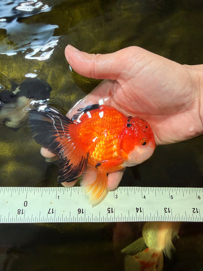 [SINGLE] Orange Oranda Male 4.5 inches #040326SO_05