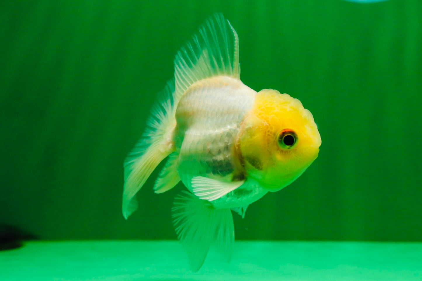 [SINGLE] White Male Oranda 4 inches #101025SO_10